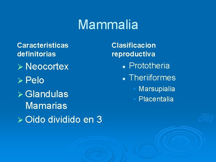 Mammalia Caracteristicas definitorias Clasificacion reproductiva Ø Neocortex l Ø Pelo l Ø Glandulas Mamarias