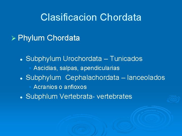 Clasificacion Chordata Ø Phylum Chordata l Subphylum Urochordata – Tunicados • Ascidias, salpas, apendicularias