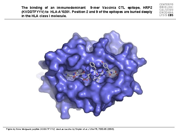 The binding of an immunodominant 9 -mer Vaccinia CTL epitope, HRP 2 (KVDDTFYYV) to