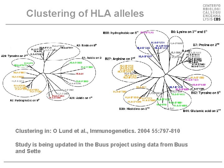 Clustering of HLA alleles Clustering in: O Lund et al. , Immunogenetics. 2004 55: