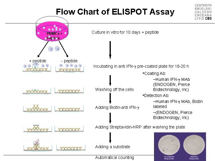 Flow Chart of ELISPOT Assay PBMCs + Peptide + peptide Culture in vitro for