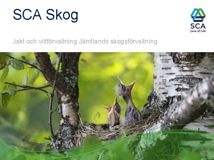 SCA Skog Jakt och viltförvaltning Jämtlands skogsförvaltning 