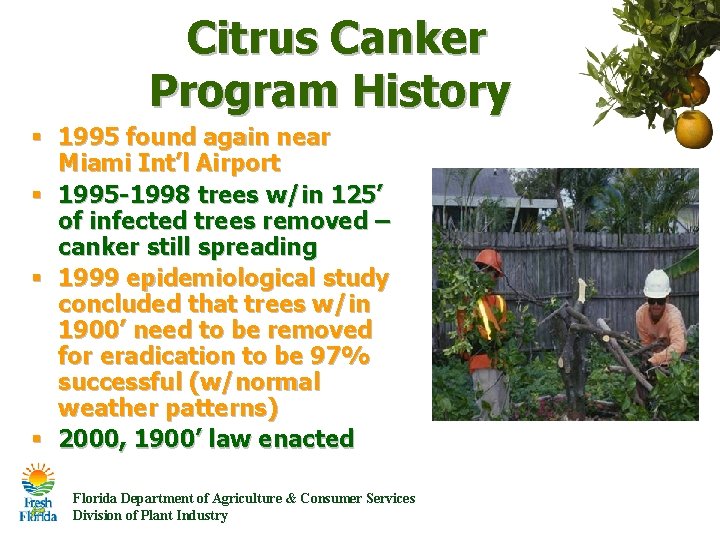 Citrus Canker Program History § 1995 found again near Miami Int’l Airport § 1995 Citrus Canker Program History § 1995 found again near Miami Int’l Airport § 1995