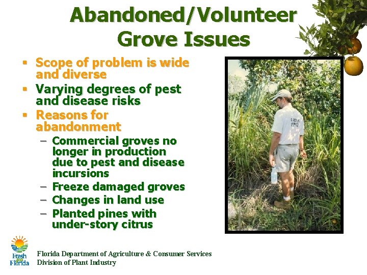 Abandoned/Volunteer Grove Issues § Scope of problem is wide and diverse § Varying degrees Abandoned/Volunteer Grove Issues § Scope of problem is wide and diverse § Varying degrees
