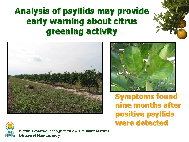 Analysis of psyllids may provide early warning about citrus greening activity Symptoms found nine Analysis of psyllids may provide early warning about citrus greening activity Symptoms found nine