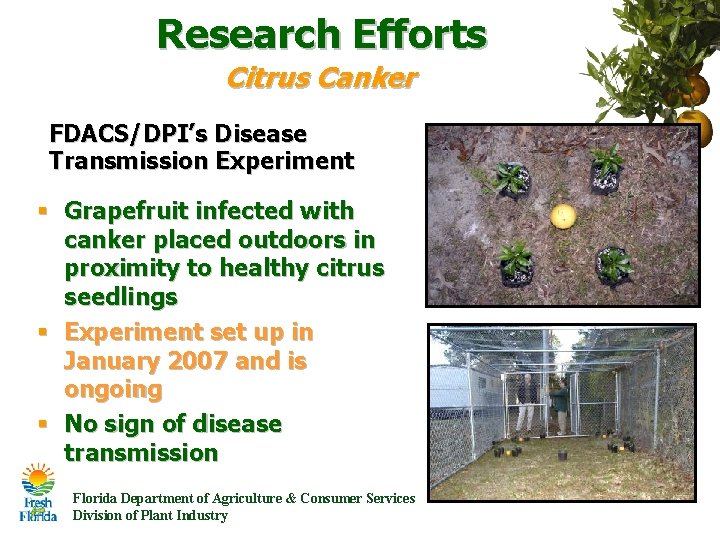 Research Efforts Citrus Canker FDACS/DPI’s Disease Transmission Experiment § Grapefruit infected with canker placed Research Efforts Citrus Canker FDACS/DPI’s Disease Transmission Experiment § Grapefruit infected with canker placed