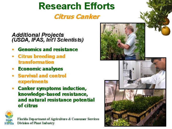 Research Efforts Citrus Canker Additional Projects (USDA, IFAS, Int’l Scientists) § Genomics and resistance Research Efforts Citrus Canker Additional Projects (USDA, IFAS, Int’l Scientists) § Genomics and resistance