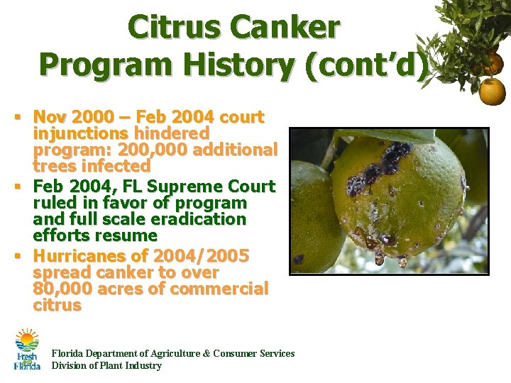 Citrus Canker Program History (cont’d) § Nov 2000 – Feb 2004 court injunctions hindered Citrus Canker Program History (cont’d) § Nov 2000 – Feb 2004 court injunctions hindered