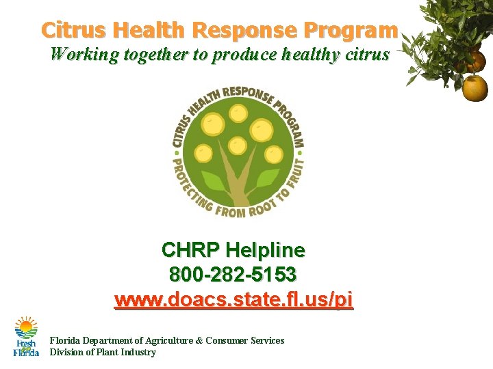Citrus Health Response Program Working together to produce healthy citrus CHRP Helpline 800 -282 Citrus Health Response Program Working together to produce healthy citrus CHRP Helpline 800 -282