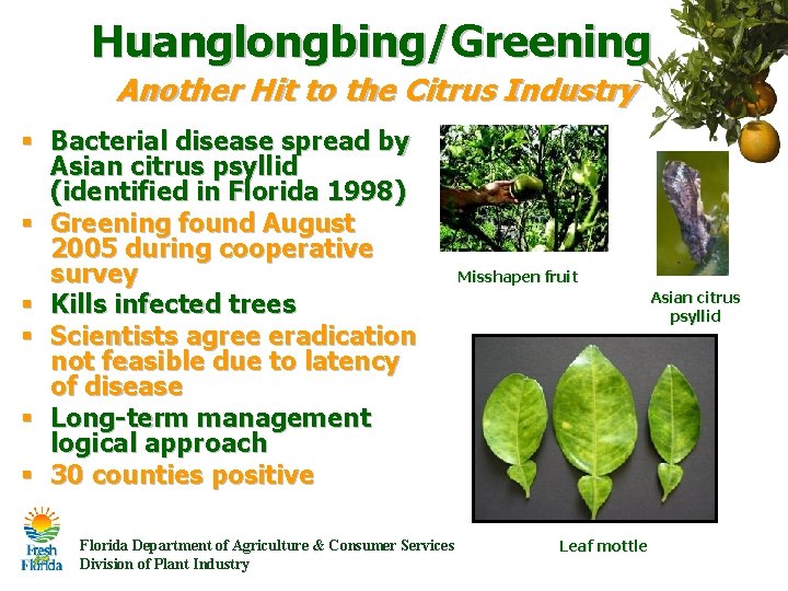 Huanglongbing/Greening Another Hit to the Citrus Industry § Bacterial disease spread by Asian citrus Huanglongbing/Greening Another Hit to the Citrus Industry § Bacterial disease spread by Asian citrus