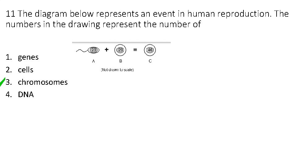 11 The diagram below represents an event in human reproduction. The numbers in the