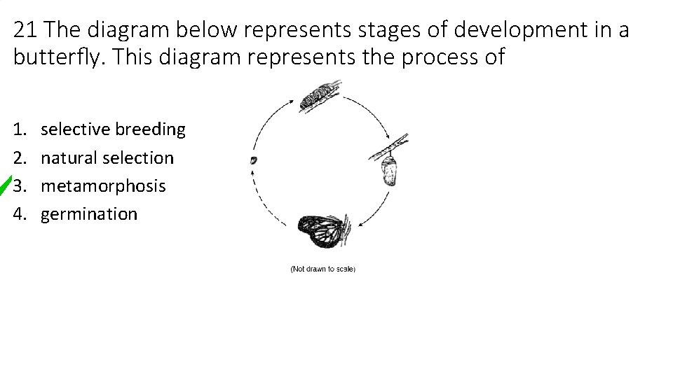 21 The diagram below represents stages of development in a butterﬂy. This diagram represents