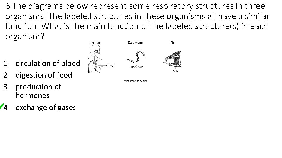 6 The diagrams below represent some respiratory structures in three organisms. The labeled structures