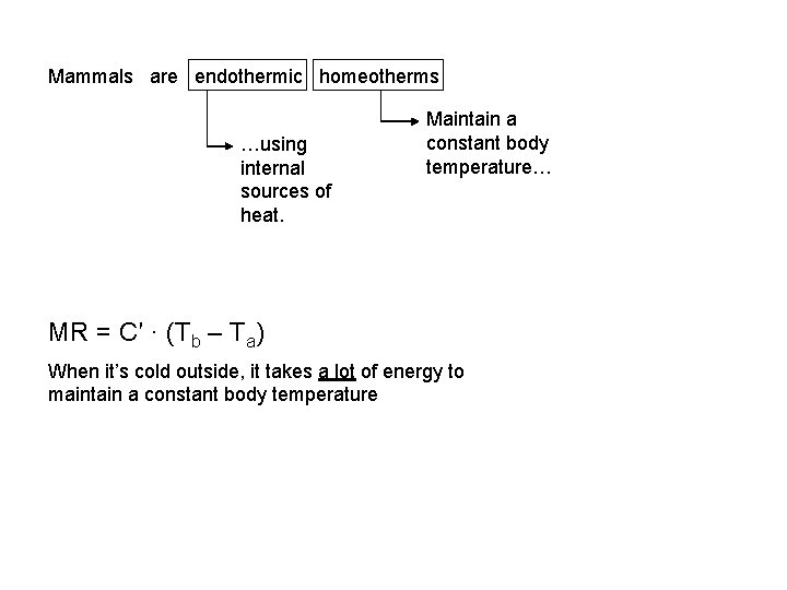 Mammals are endothermic homeotherms …using internal sources of heat. Maintain a constant body temperature…