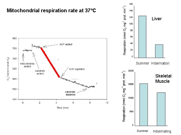 Mitochondrial respiration rate at 37°C Liver Summer Hibernation Skeletal Muscle Summer Hibernating 