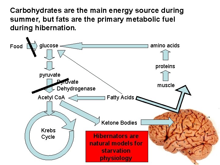 Carbohydrates are the main energy source during summer, but fats are the primary metabolic