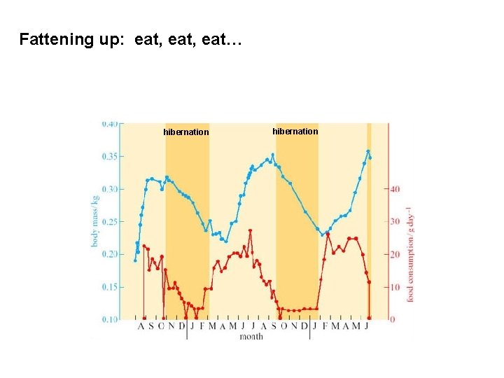 Fattening up: eat, eat… hibernation 