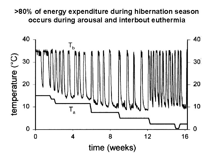 >80% of energy expenditure during hibernation season occurs during arousal and interbout euthermia 