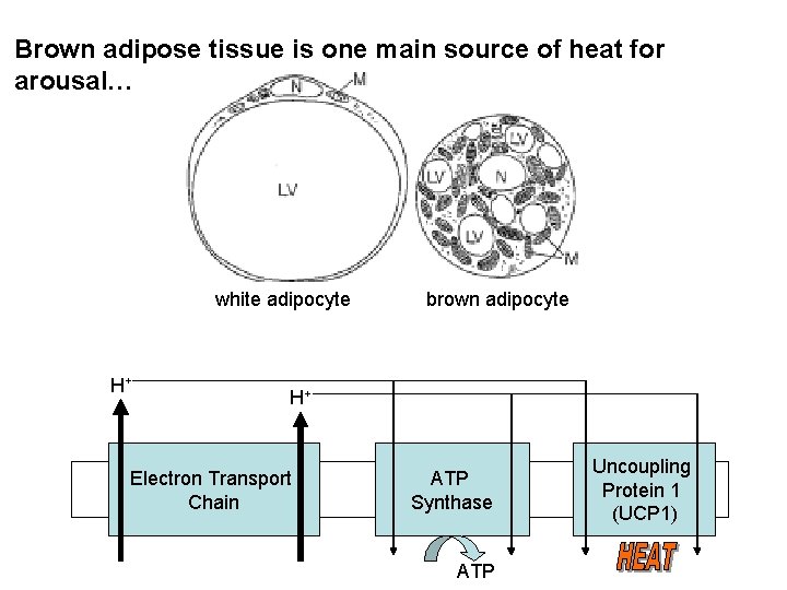 Brown adipose tissue is one main source of heat for arousal… white adipocyte H+