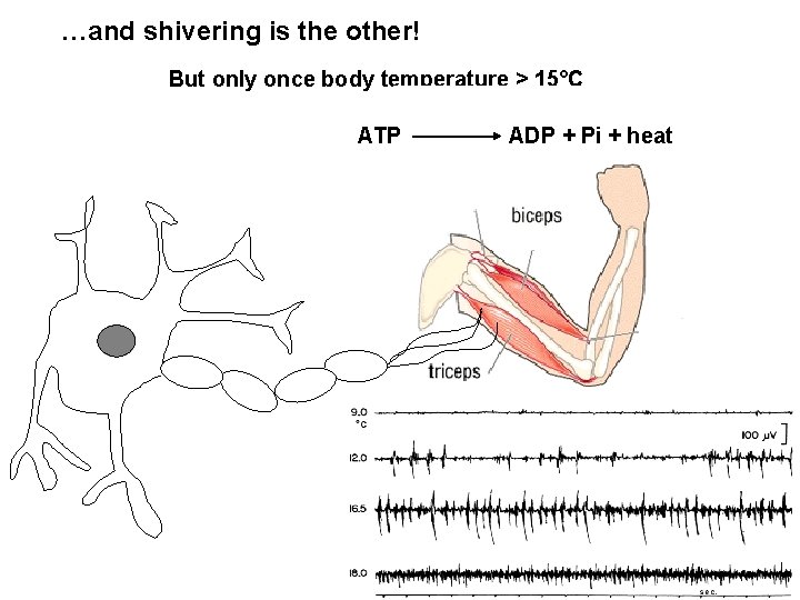 …and shivering is the other! But only once body temperature > 15°C ATP ADP