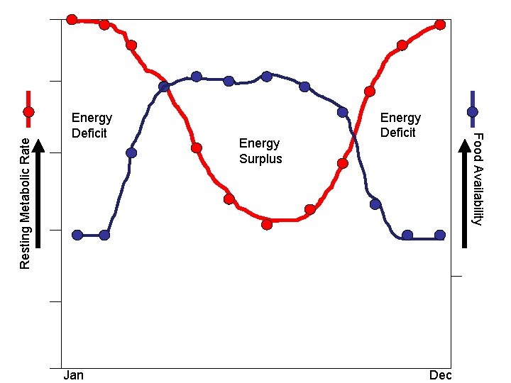 Jan Resting Metabolic Rate Energy Surplus Energy Deficit Food Availability Energy Deficit Dec 