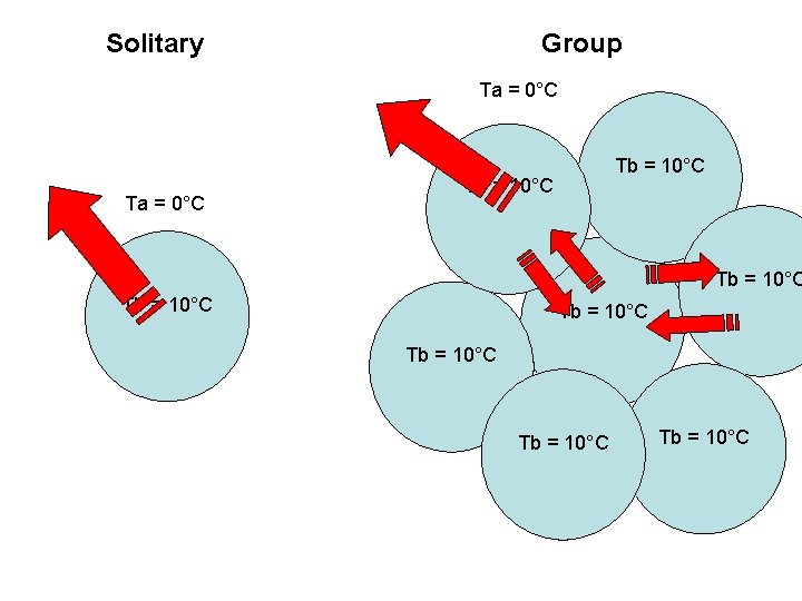 Solitary Group Ta = 0°C Tb = 10°C Tb = 10°C 