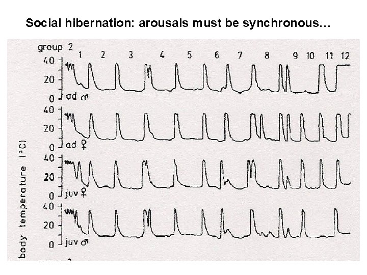 Social hibernation: arousals must be synchronous… 