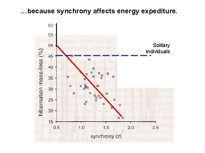 …because synchrony affects energy expediture. 60 55 Solitary individuals 