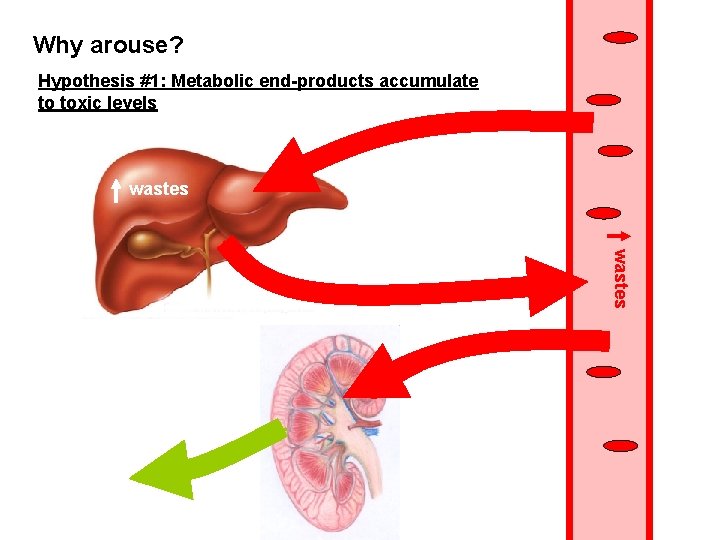 Why arouse? Hypothesis #1: Metabolic end-products accumulate to toxic levels wastes 