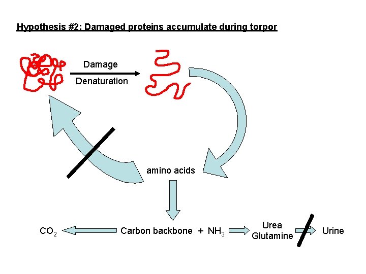 Hypothesis #2: Damaged proteins accumulate during torpor Damage Denaturation amino acids CO 2 Carbon