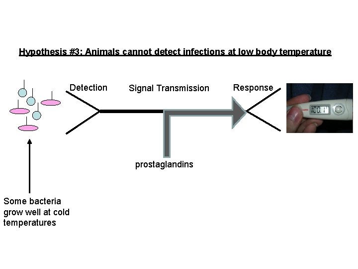 Hypothesis #3: Animals cannot detect infections at low body temperature Detection Signal Transmission prostaglandins