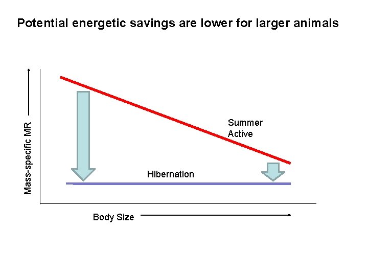 Potential energetic savings are lower for larger animals Mass-specific MR Summer Active Hibernation Body