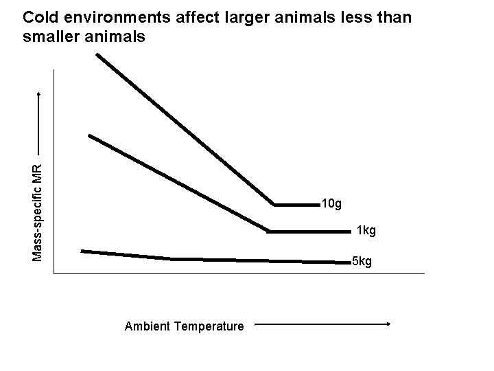 Mass-specific MR Cold environments affect larger animals less than smaller animals 10 g 1