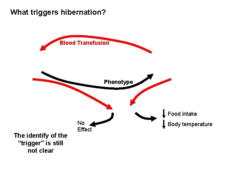 What triggers hibernation? Blood Transfusion Phenotype Food intake The identify of the “trigger” is