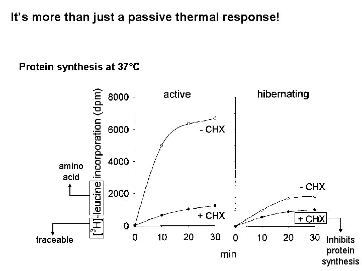 It’s more than just a passive thermal response! Protein synthesis at 37°C amino acid