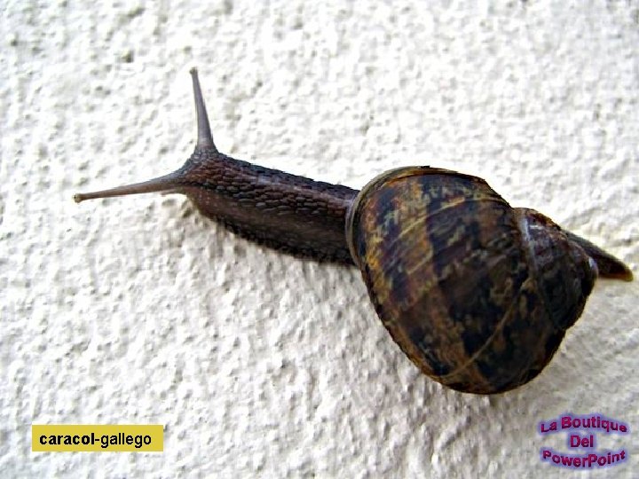 caracol-gallego 