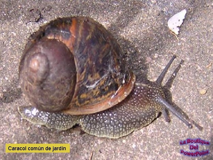 Caracol común de jardín 