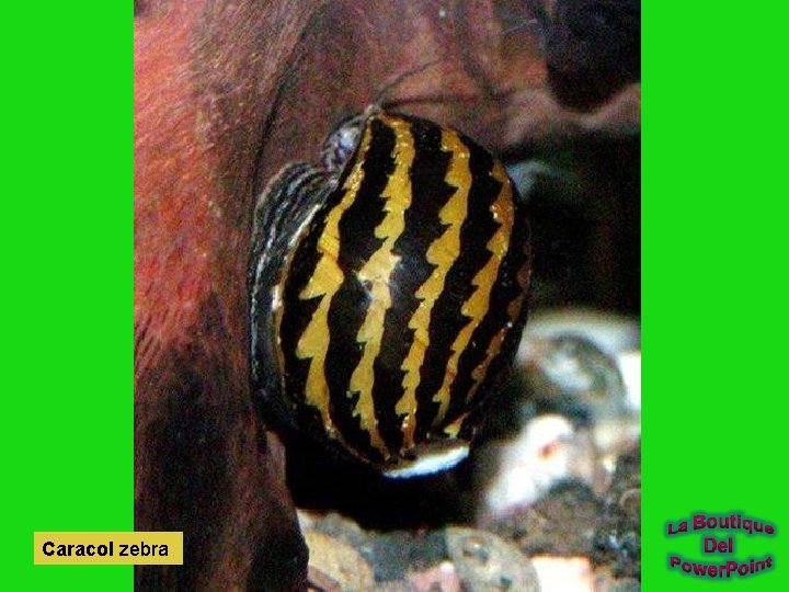 Caracol zebra 