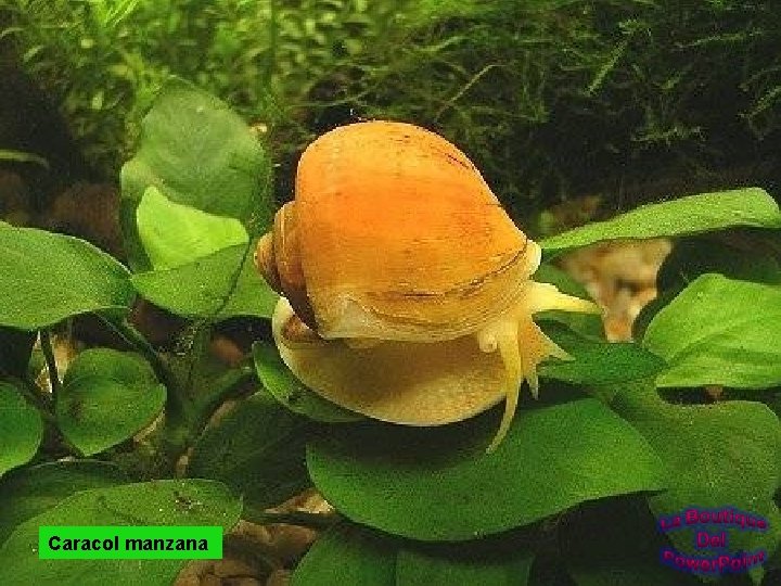 Caracol manzana 