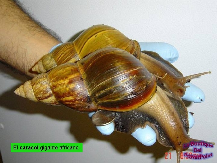 El caracol gigante africano 