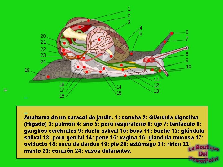  Anatomía de un caracol de jardín. 1: concha 2: Glándula digestiva (Hígado) 3: