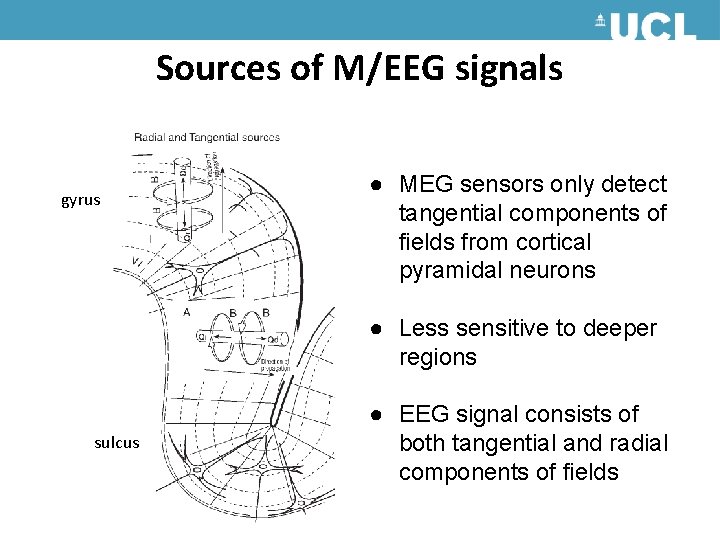 Sources of M/EEG signals gyrus ● MEG sensors only detect tangential components of fields Sources of M/EEG signals gyrus ● MEG sensors only detect tangential components of fields