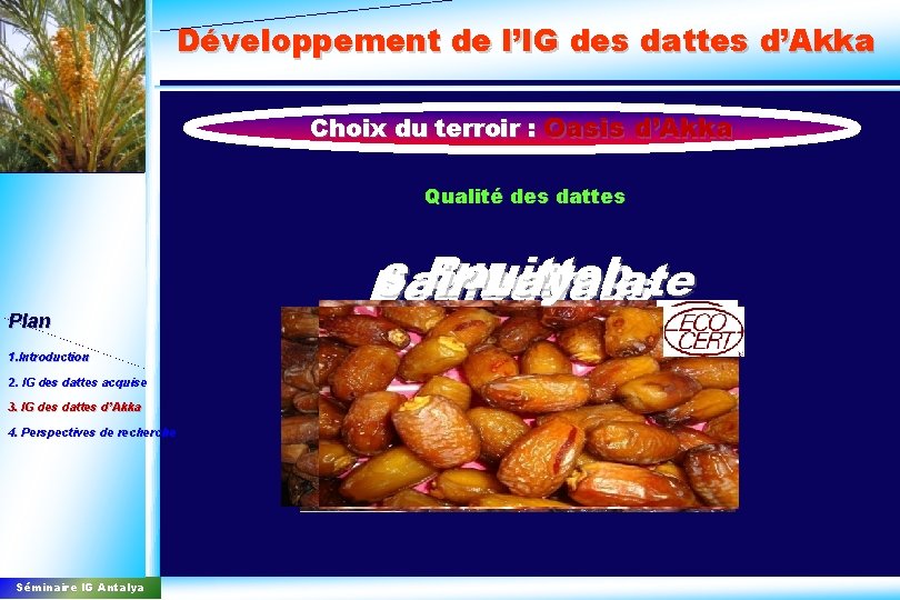 Développement de l’IG des dattes d’Akka Choix du terroir : Oasis d’Akka Qualité des