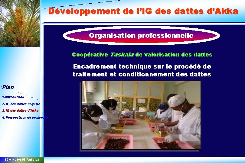 Développement de l’IG des dattes d’Akka Organisation professionnelle Coopérative Taskala de valorisation des dattes