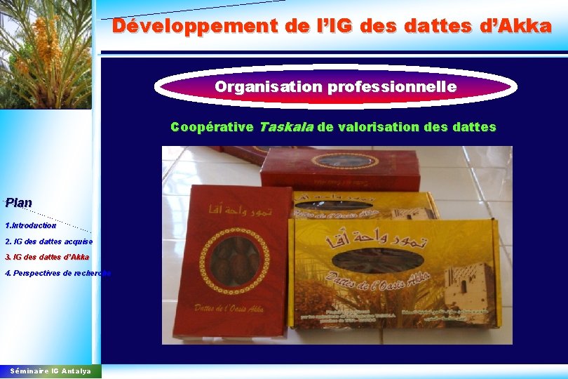 Développement de l’IG des dattes d’Akka Organisation professionnelle Coopérative Taskala de valorisation des dattes