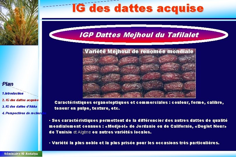 IG des dattes acquise IGP Dattes Mejhoul du Tafilalet Variété Mejhoul de renomée mondiale
