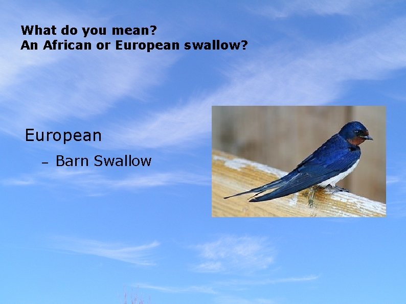 What do you mean? An African or European swallow? European – Barn Swallow 