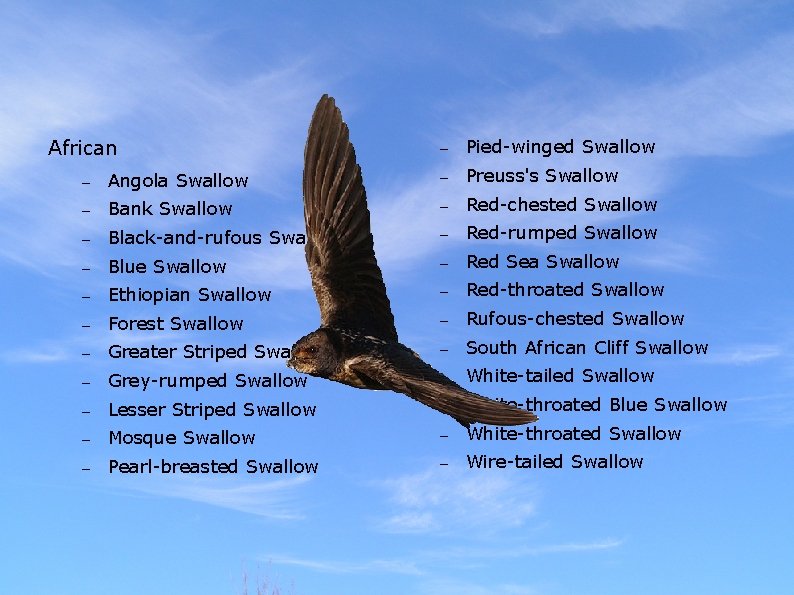 African – Pied-winged Swallow – Angola Swallow – Preuss's Swallow – Bank Swallow –