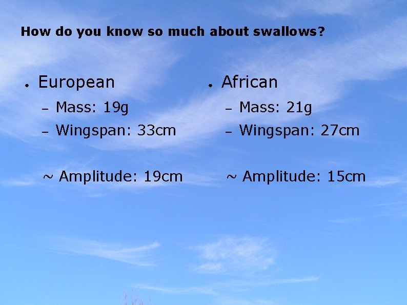 How do you know so much about swallows? ● European ● African – Mass: