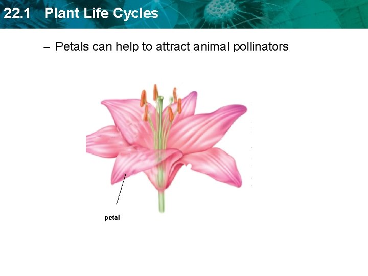 22. 1 Plant Life Cycles – Petals can help to attract animal pollinators petal